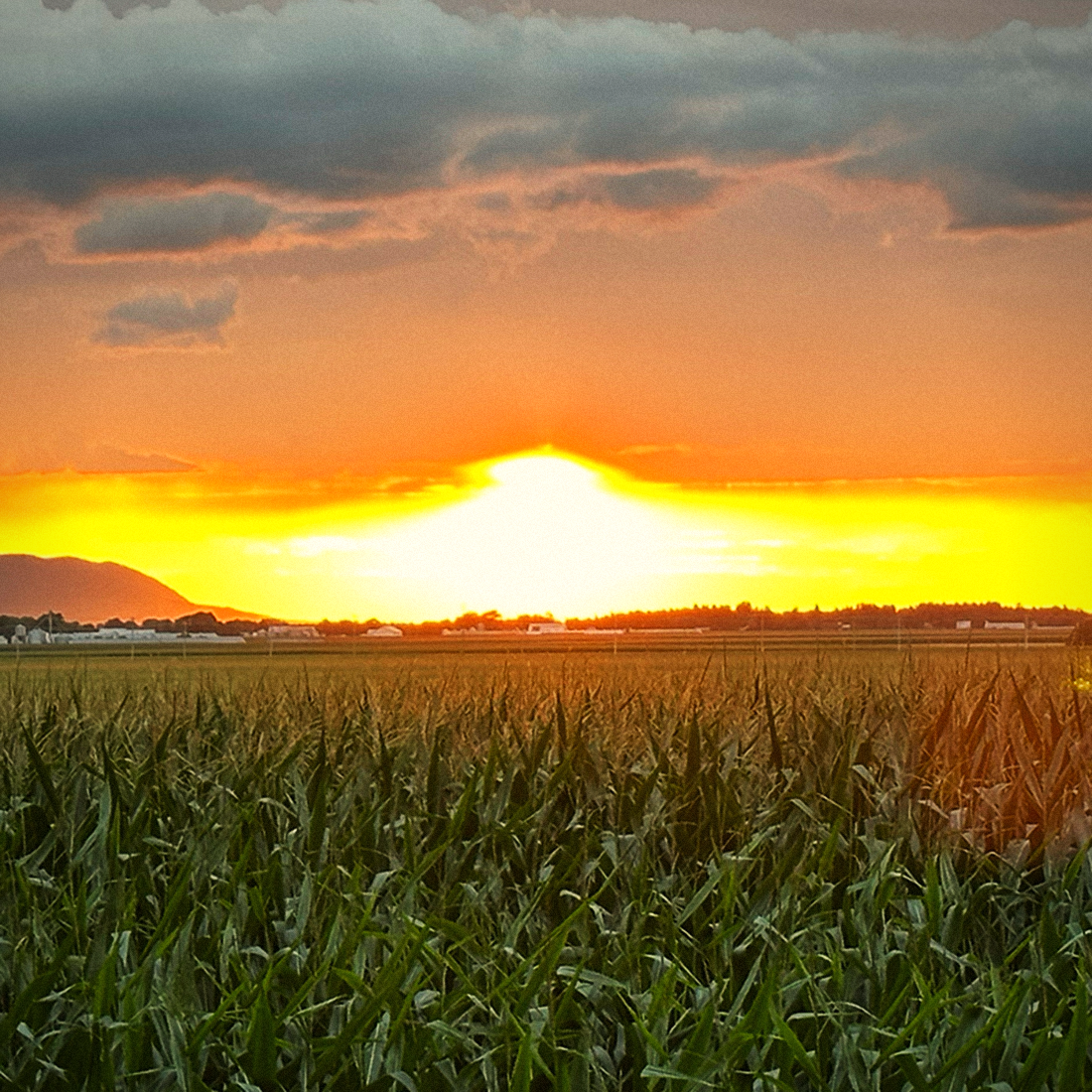 Champ au crépuscule — Soleillent